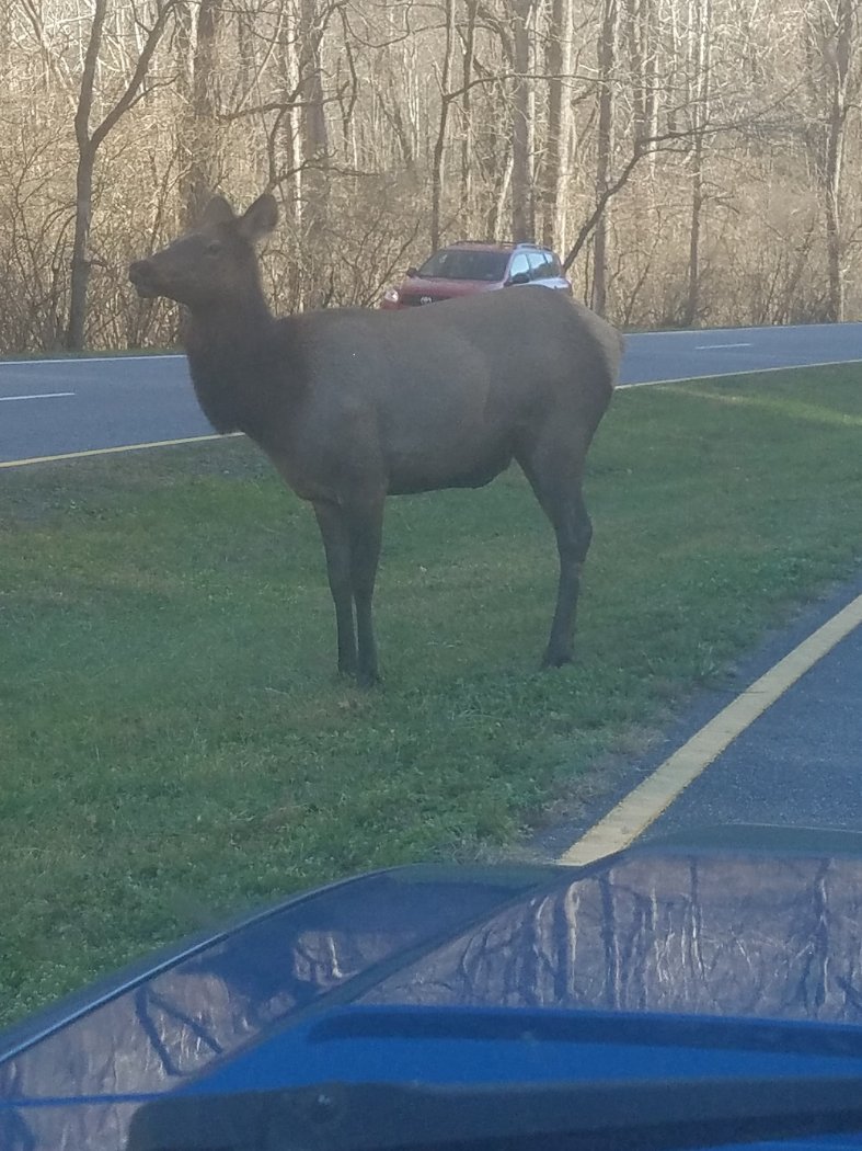 Female Elk at Ranger Station
