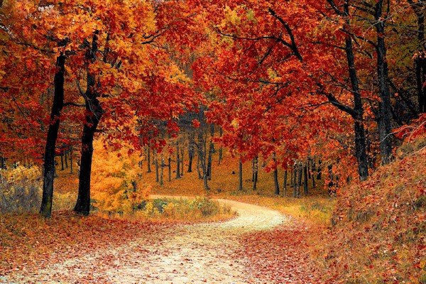 Fall.jpeg