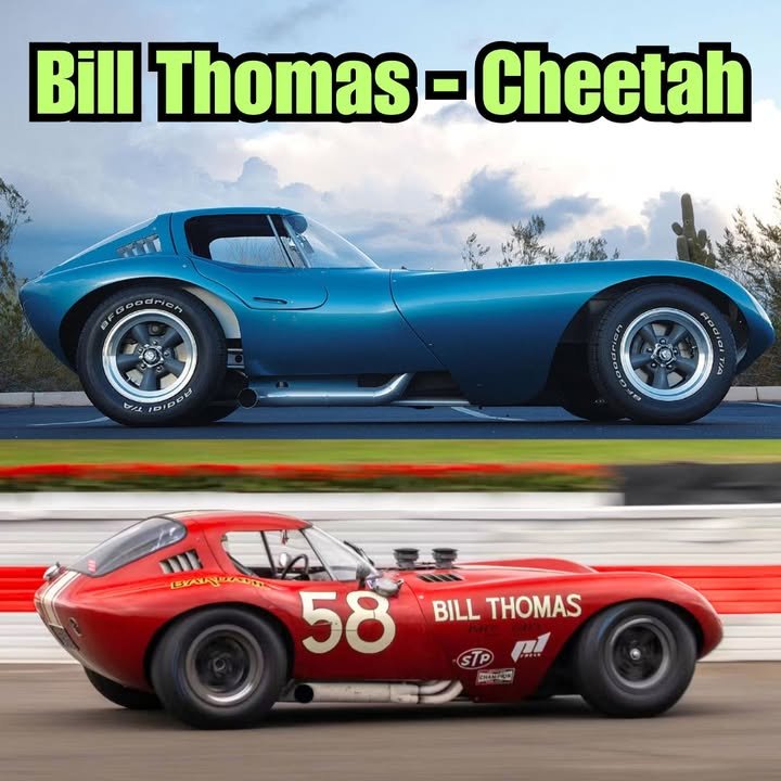 Cheetah3.jpg