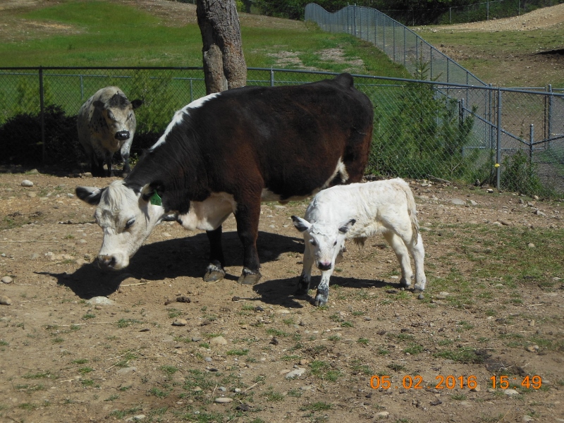 FREDS CATTLE 035 (800x600).jpg